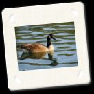 goose_mod_web.jpg